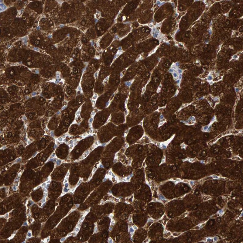 Anti-MRPS7 Antibody