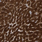 Anti-MRPS7 Antibody
