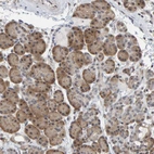 Immunohistochemical staining of human pancreas shows strong positivity in nucleoli/cytoplasmic in exocrine glandular cells.