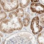 Immunohistochemical staining of human kidney using Anti-MRM3 antibody HPA022534.