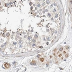 Immunohistochemical staining of human testis using Anti-MRM3 antibody HPA022534.