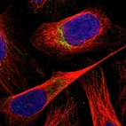 Immunofluorescent staining of human cell line U-2 OS shows localization to mitochondria.