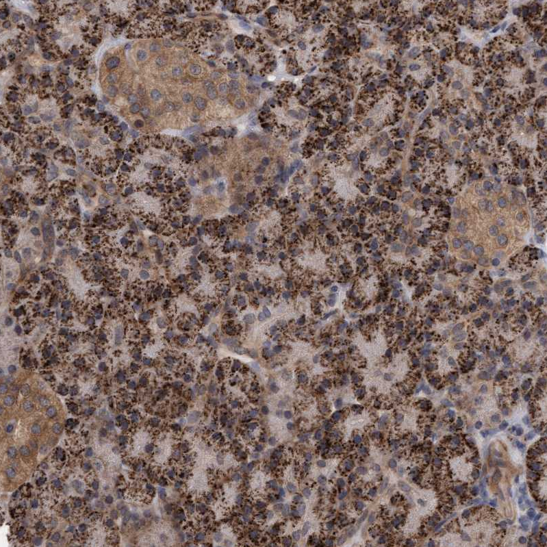 Anti-TSTD2 Antibody