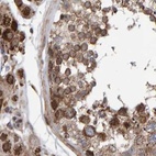 Immunohistochemical staining of human testis using Anti-PECR antibody HPA022539.