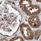 Immunohistochemical staining of human kidney using Anti-PECR antibody HPA022539.