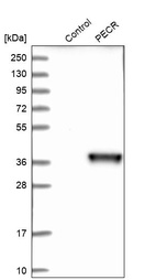 Western blot analysis in control (vector only transfected HEK293T lysate) and PECR over-expression lysate (Co-expressed with a C-terminal myc-DDK tag (~3.1 kDa) in mammalian HEK293T cells, LY413023).