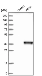 Western blot analysis in control (vector only transfected HEK293T lysate) and PECR over-expression lysate (Co-expressed with a C-terminal myc-DDK tag (~3.1 kDa) in mammalian HEK293T cells, LY413023).