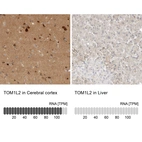 Anti-TOM1L2 Antibody