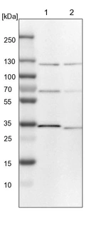 Lane 1: NIH-3T3 cell lysate (Mouse embryonic fibroblast cells)_br/_Lane 2: NBT-II cell lysate (Rat Wistar bladder tumour cells)