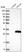 Anti-GUCD1 Antibody