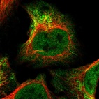 Immunofluorescent staining of human cell line U-2 OS shows localization to nucleoplasm & mitochondria.