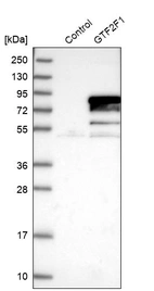 Western blot analysis in control (vector only transfected HEK293T lysate) and GTF2F1 over-expression lysate (Co-expressed with a C-terminal myc-DDK tag (~3.1 kDa) in mammalian HEK293T cells, LY400767).