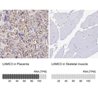Anti-LAMC3 Antibody