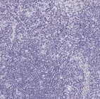 Immunohistochemical staining of human lymph node shows no positivity in non-germinal center cells as expected.