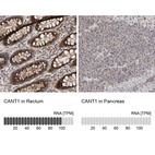 Anti-CANT1 Antibody