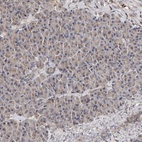 Immunohistochemical staining of human pancreas shows low expression as expected.