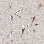 Immunohistochemical staining of human cerebral cortex using Anti-CANT1 antibody HPA022818.