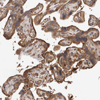 Immunohistochemical staining of human placenta shows moderate to strong cytoplasmic positivity in trophoblastic cells.