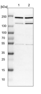 Lane 1: NIH-3T3 cell lysate (Mouse embryonic fibroblast cells)_br/_Lane 2: NBT-II cell lysate (Rat Wistar bladder tumour cells)