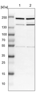 Lane 1: NIH-3T3 cell lysate (Mouse embryonic fibroblast cells)_br/_Lane 2: NBT-II cell lysate (Rat Wistar bladder tumour cells)