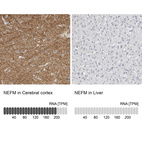 Anti-NEFM Antibody