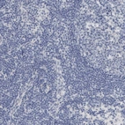 Immunohistochemical staining of human lymph node shows no positivity in non-germinal center cells as expected.