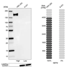 Western blot analysis in human cell line HEK 293 and human cell line A-431.