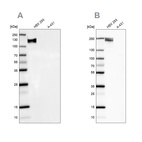 Anti-NEFM Antibody