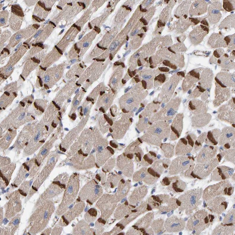 Anti-KRBA2 Antibody