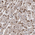 Anti-KRBA2 Antibody