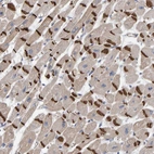 Anti-KRBA2 Antibody
