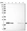 Anti-MRPL12 Antibody