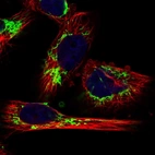 Immunofluorescent staining of human cell line U-251 MG shows localization to mitochondria.