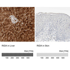 Anti-RIDA Antibody