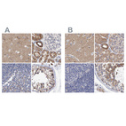 Anti-EFR3A Antibody