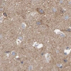 Immunohistochemical staining of human cerebral cortex using Anti-EFR3A antibody HPA022859.
