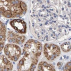 Immunohistochemical staining of human kidney using Anti-EFR3A antibody HPA022859.