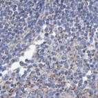 Immunohistochemical staining of human lymph node using Anti-EFR3A antibody HPA022859.