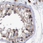 Immunohistochemical staining of human testis using Anti-EFR3A antibody HPA022859.