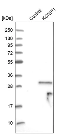 Western blot analysis in control (vector only transfected HEK293T lysate) and KCNIP1 over-expression lysate (Co-expressed with a C-terminal myc-DDK tag (~3.1 kDa) in mammalian HEK293T cells, LY415191).