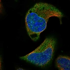 Immunofluorescent staining of human cell line U-2 OS shows localization to nuclear membrane & cytosol.