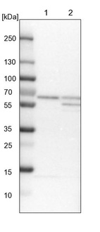 Lane 1: NIH-3T3 cell lysate (Mouse embryonic fibroblast cells)_br/_Lane 2: NBT-II cell lysate (Rat Wistar bladder tumour cells)