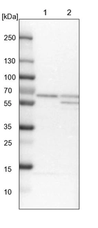 Lane 1: NIH-3T3 cell lysate (Mouse embryonic fibroblast cells)_br/_Lane 2: NBT-II cell lysate (Rat Wistar bladder tumour cells)