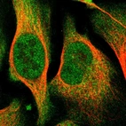 Immunofluorescent staining of human cell line U-2 OS shows localization to nucleoplasm & cytosol.