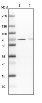 Lane 1: NIH-3T3 cell lysate (Mouse embryonic fibroblast cells)_br/_Lane 2: NBT-II cell lysate (Rat Wistar bladder tumour cells)