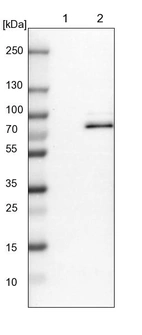 Lane 1: NIH-3T3 cell lysate (Mouse embryonic fibroblast cells)_br/_Lane 2: NBT-II cell lysate (Rat Wistar bladder tumour cells)