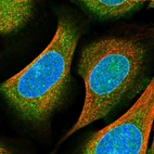 Immunofluorescent staining of human cell line U-2 OS shows localization to nuclear membrane & cytosol.