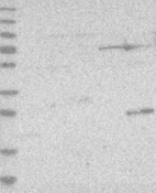 Anti-IL33 Antibody