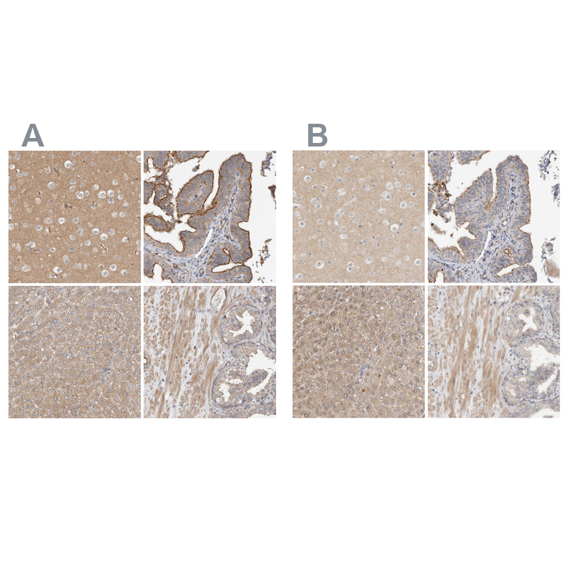 Anti-MPRIP Antibody