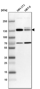 Western blot analysis in mouse cell line NIH-3T3 and rat cell line NBT-II.